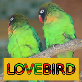 Master Kicau Lovebird 图标