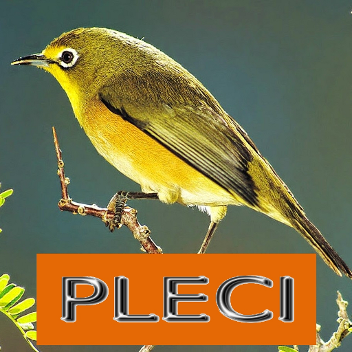 Master Kicau Pleci