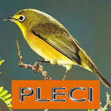 Master Kicau Pleci 图标