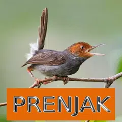 Master Kicau Prenjak XAPK 下載