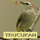 Master Kicau Trucukan icon