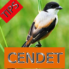 Tips Perawatan Burung Cendet icône