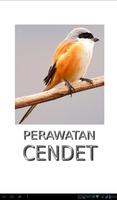 Tips Perawatan Burung Cendet 海报