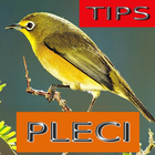 Tips Perawatan Burung Pleci иконка