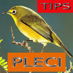 ”Tips Perawatan Burung Pleci