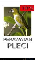 Tips Perawatan Burung Pleci poster
