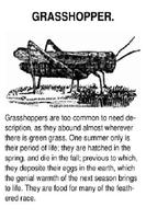 برنامه‌نما The History of Insects عکس از صفحه
