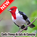 Cantos Femea Galo De Campina Naturale Mp3-APK