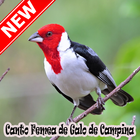 Cantos Femea Galo De Campina Naturale Mp3 icône