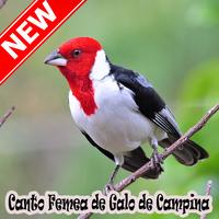Cantos Femea Galo De Campina Naturale Mp3 海报