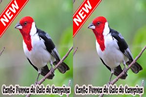 Cantos Femea Galo De Campina Naturale Mp3 ảnh chụp màn hình 3