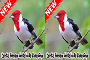 Cantos Femea Galo De Campina Naturale Mp3 截图 3