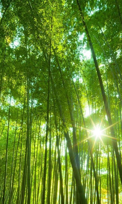 Fantastis 23 Gambar Wallpaper Hutan Hd Richa Wallpaper