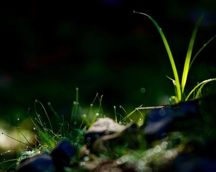 Download 3d Grass Hd Live Wallpaper Apk For Android Latest Version