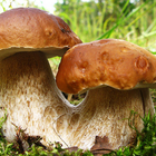 Определитель грибов アイコン
