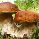 APK Определитель грибов