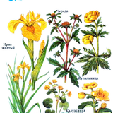 Определитель растений по фото biểu tượng