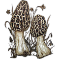 iFungi