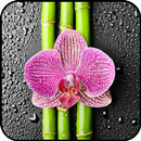 Orchid Wallpaper APK