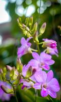 Orchid Wallpaper Affiche