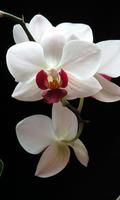 Orchid Wallpaper capture d'écran 1