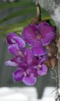 Orchid Wallpaper capture d'écran 3