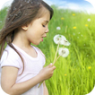 Dandelion Girl Live Wallpaper