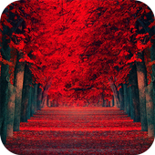 秋天红叶动态壁纸安卓下载 安卓版apk 免费下载
