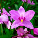 orchid live wallpaper APK