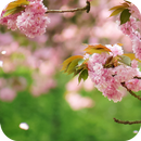 Spring Flowers Live Wallpaper APK