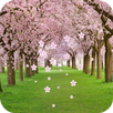 Peach Live Wallpaper APK
