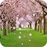 Peach Live Wallpaper