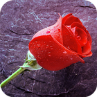 Rain Rose icône