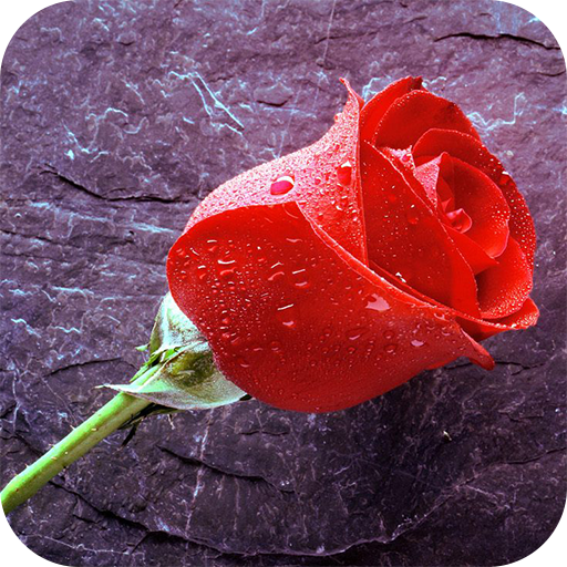 Rain Rose Live Wallpaper APK  for Android – Download Rain Rose Live  Wallpaper APK Latest Version from 