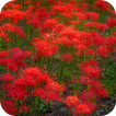 Red Flowers Live Wallpaper