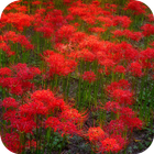 Red Flowers Live Wallpaper-icoon