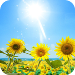Sunflowers Live Wallpaper