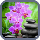 Orchid Wallpaper simgesi