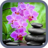 Orchid Wallpaper icon