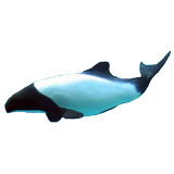 Dolphin Commerson's Sticker Zeichen