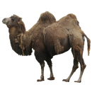 Camel Sticker-APK
