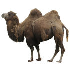 Camel Sticker أيقونة