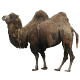 Camel Sticker icon