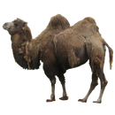 Camel Sticker APK