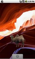 Camel Sticker Plakat