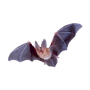 Bat Sticker-APK