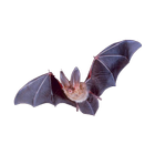Bat Sticker biểu tượng