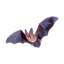 Bat Sticker APK