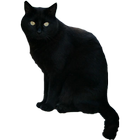 Black Cat Sticker أيقونة