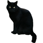 Icona Black Cat Sticker